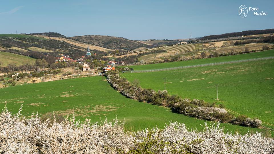 Kvetoucí remízky u Kurdějova