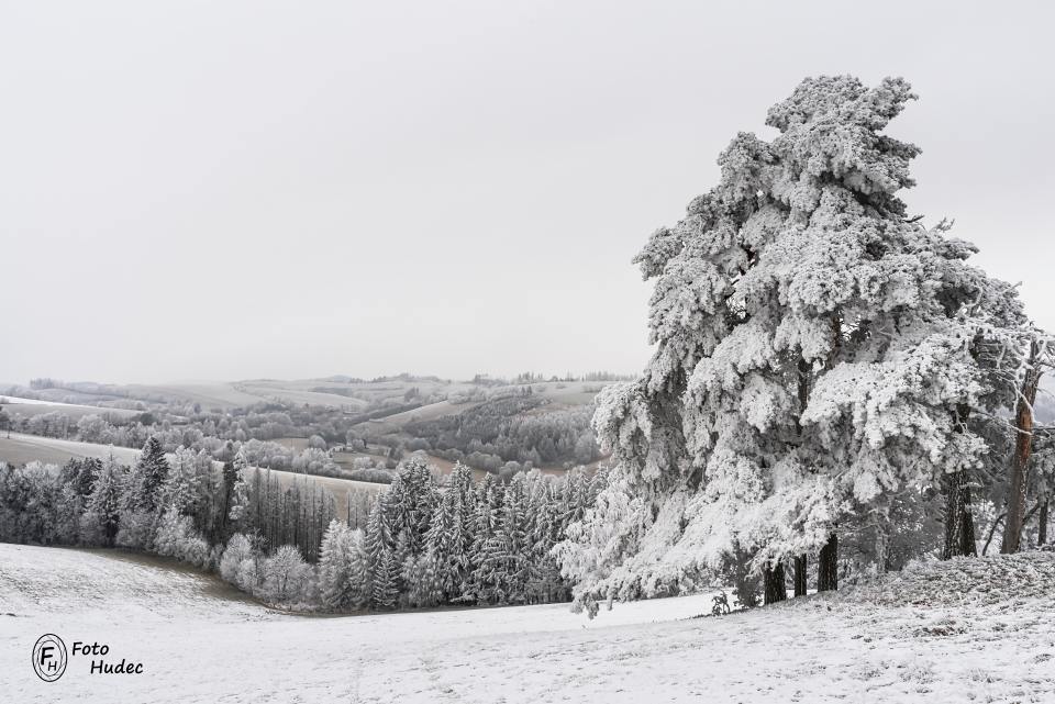 Omrzlé borovice nad údolím Janovického potoka