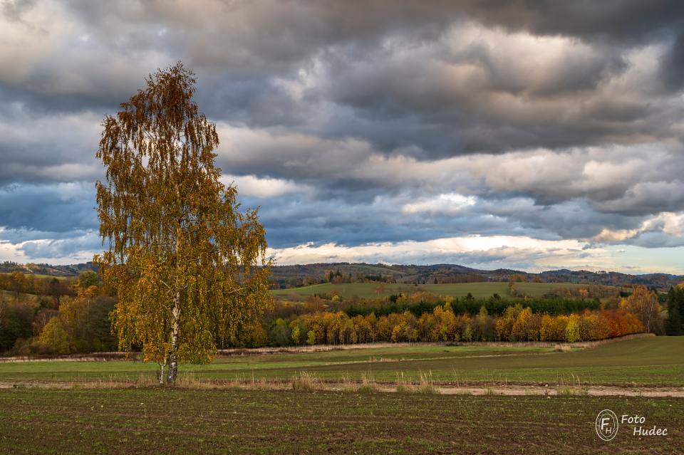 Podzimní břízka nad Janovicemi