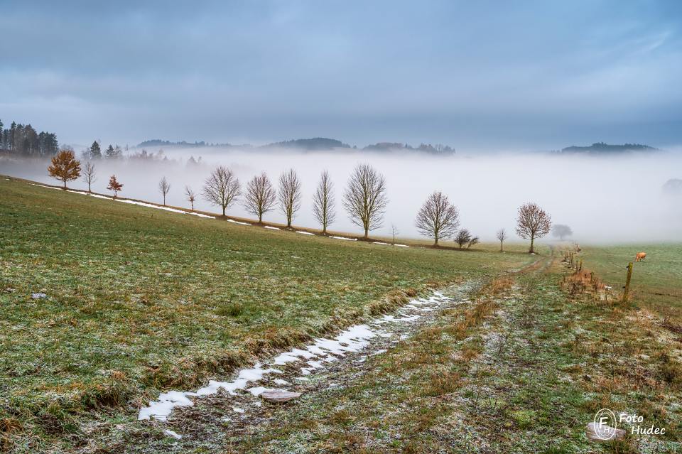 Podzimní krajina s mlhou a stromořadím