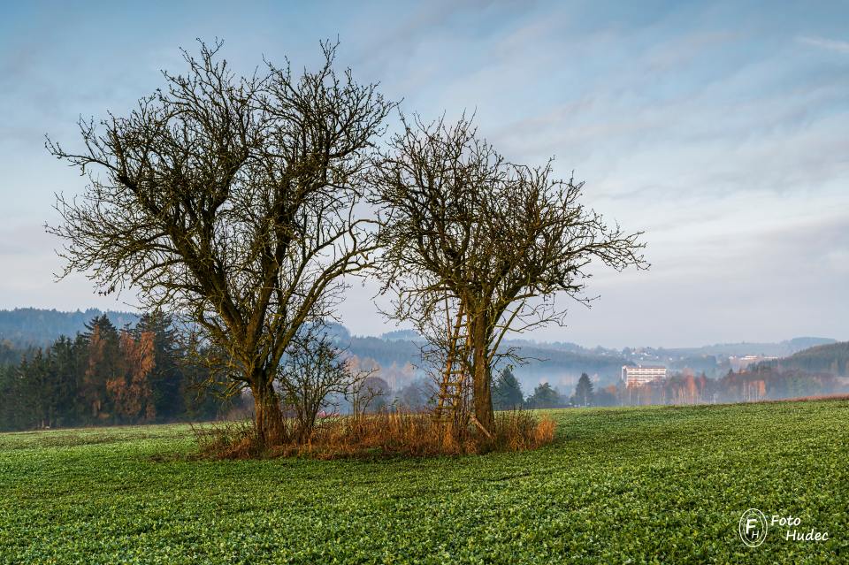 Staré jabloně nad Skalským dvorem