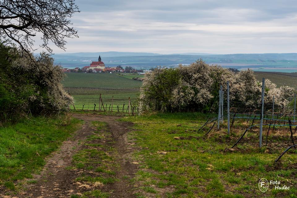 Vinice k Zaječí