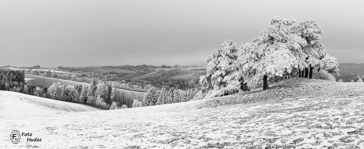 Zmrzlé borovice nad údolím Janovického potoka