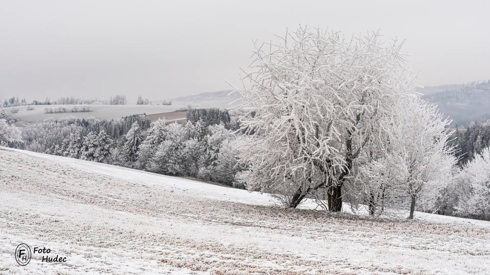 Zmrzlý strom nad údolím Janovického potoka